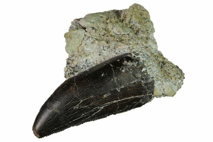 Serrated, Allosaurus Tooth - Bone Cabin Quarry, Wyoming #171235